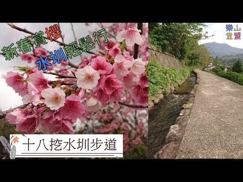 [台北北投] 新春賞櫻(十八挖水圳步道-風尾步道) / Shiba Furrow In Field Trail,Fengwei Trail