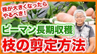 家庭菜園や農園のピーマン栽培で株が大きく育ったらやりたい！枝を剪定して長期収穫するピーマンの育て方！【農家直伝】Tips for growing peppers for a long time.