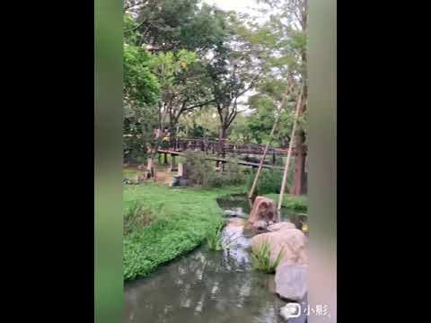 大安森林公園，沿著木棧道往上走，眺望落羽松環繞生態池的景致盡收眼底。