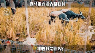 连马来西亚人都在问丰收节是什么？