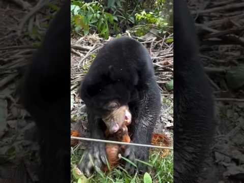 BEAR DRINKING COCONUT IN MY VILLAGE  #bear #viral #viralvideo #coconut