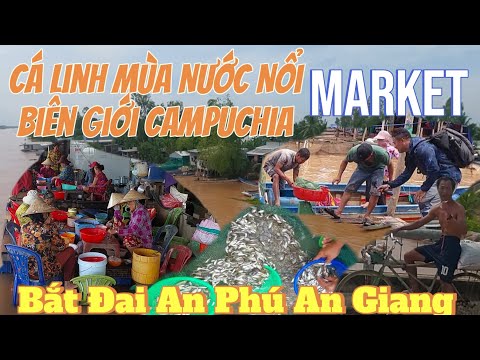 Nơi Tụ Hợp đổ hàng tấn cá linh vào mùa nước  nổi trên sông cập biên giới campuchia. An Phú An Giang