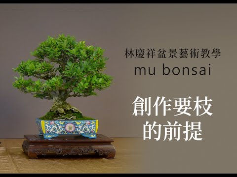 概念篇∣創作選枝的前提∣請點選字幕 ◤林慶祥盆景藝術教學◢ Bonsai in Taiwan