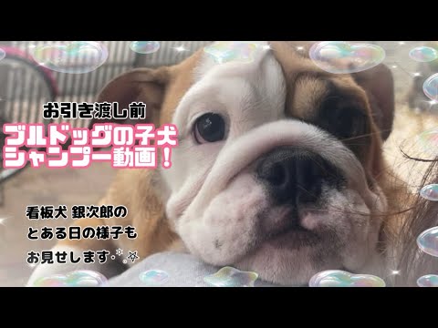 【ブルドッグ】お引き渡し前のシャンプー🧴🫧＆看板犬 銀次郎のとある日の様子🐶✨をお見せします！！