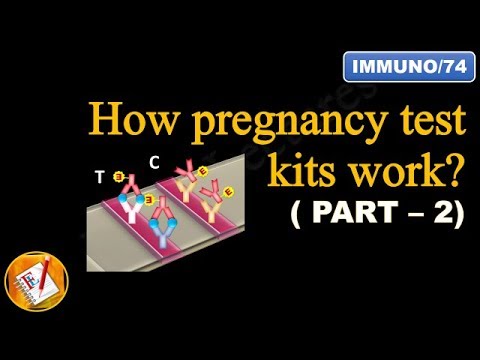 How pregnancy test kits work (PART II)  (FL-Immuno/74)