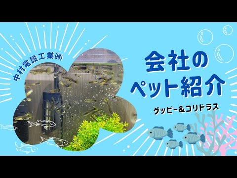 会社のペット紹介【中村電設工業/NAKADEN】