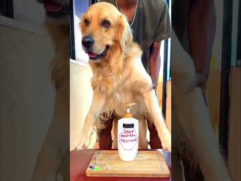 Funny dog videos compilation !