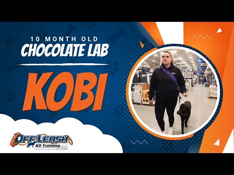 Chocolate Lab, 10 Month Old, Kobi | Two Week BNT| Best Dog Trainers Northern VA |  Off Leash K9