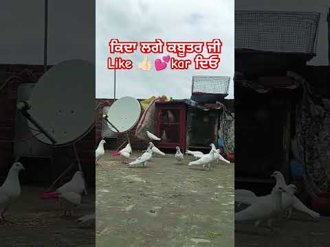 #pigeon #youtube#shortsvideo #pigeonlover  #kabutarstatus#birds #kabuterbaaz#kabutar