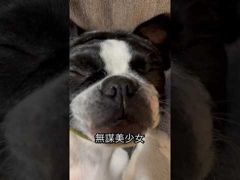 無防備すぎてありがとう😂 #ボストンテリア #bostonterrier #dog #dogshorts #doglife