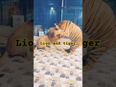 Tiger fight with mufasa #tiger #lion #fight #shortsfeed #youtubeshorts #animallover