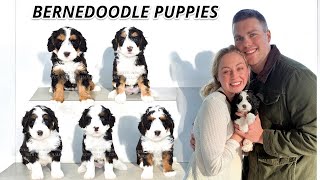 Is A Mini Bernedoodle The Right Puppy For Someone With Allergies? DixieXBrantley