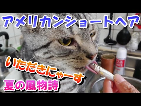 夏の風物詩いただきにゃーす！（アメリカンショートヘア）