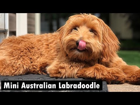 Mini Australian Labradoodle – The Cutest Doodle Out There / Labradoodle Breeds