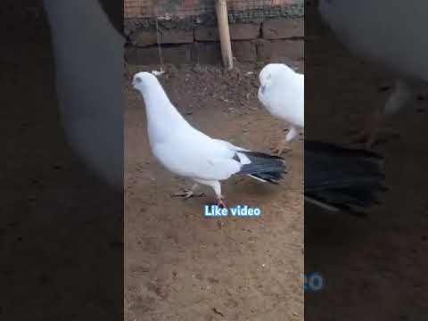 Top Kaldume Kabootar ? #youtubeshorts #pigeonstatus #pigeonvideo #kabutarkivideo