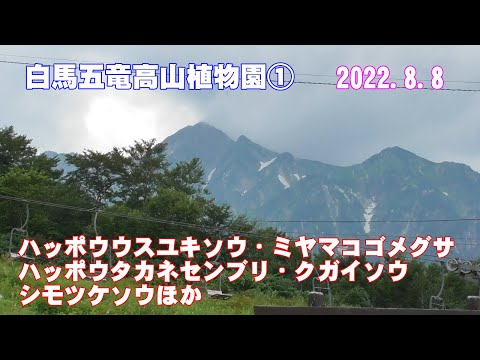 長野県白馬村「白馬五竜高山植物園」①