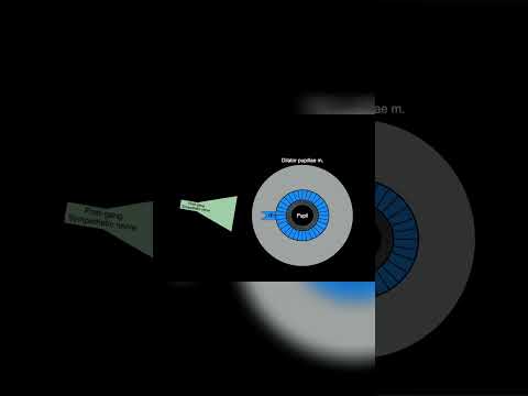 Understanding Pupil Dilation #shorts  #anatomy #science #pupiloftheeye #eyes