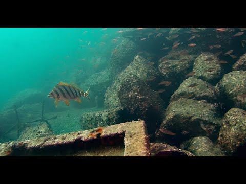 釣り前に見ておきたい海底の様子② 〜伊豆　沼津 重寺港  真鯛　タカノハダイ