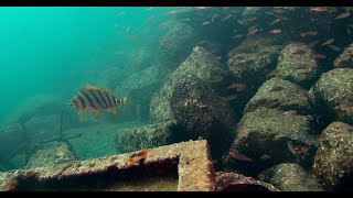 釣り前に見ておきたい海底の様子② 〜伊豆　沼津 重寺港  真鯛　タカノハダイ