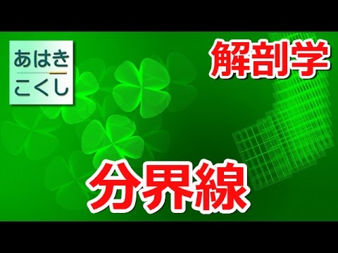 鍼灸 国家試験対策 解剖学 - 分界線 [あはきこくし]