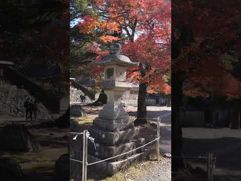 nara in japan　 #japanwalker #Japan #nara