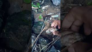 Mini nature 🐌#nature #smallanimal #snail #smallsnake #satisfying #trending #viral #shortvideo