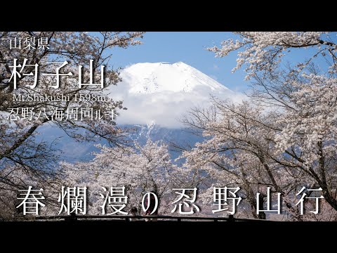 杓子山 -忍野八海より登る 春爛漫の忍野山行-