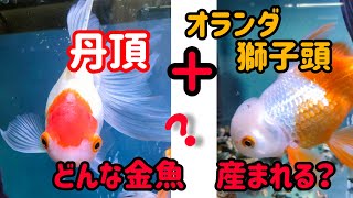 [金魚飼育]　オランダ獅子頭と丹頂の間に産まれた金魚❢　どんな金魚が育ったのか…#goIdfIsh