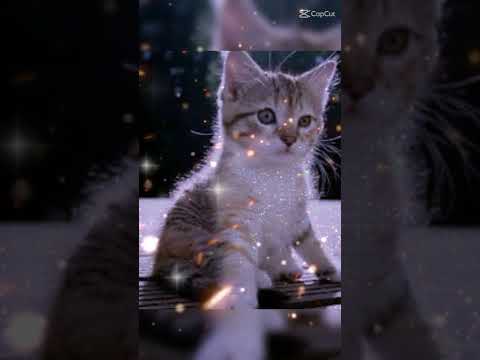 Cute Kitten 004