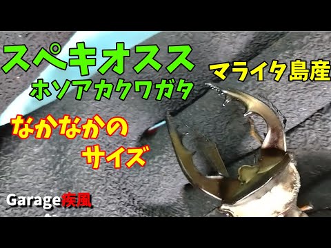 スペキオススホソアカクワガタ羽化　マライタ島産　なかなかのサイズが羽化しました　#クワガタ