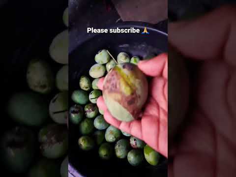 small 🥭 #mangoes#tree#fruit#favorite#mango#memories#village#villagevlog#happy#like#gutala#viral