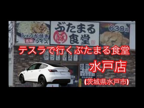 テスラで行く水戸市ぶたまる食堂で絶品厚切豚丼をお伝えする！