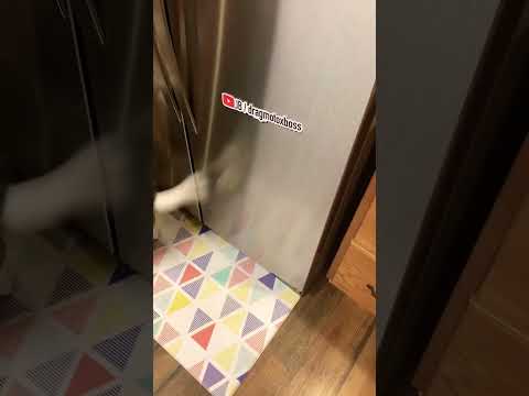 Charlie the Dog (Treat Time)….(JB / dragmotoxboss live stream notice)