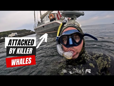 ORCAS ATTACKED his BOAT? FATAL SHARK ATTACK Egypt • Surrounded by Jellyfish 🤿