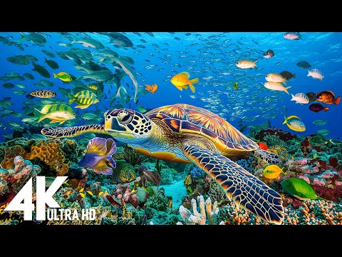 Under Red Sea 4K -Beautiful Coral Reef Fish in Aquarium, Sea Animals for Relaxation,4K Video UHD #13