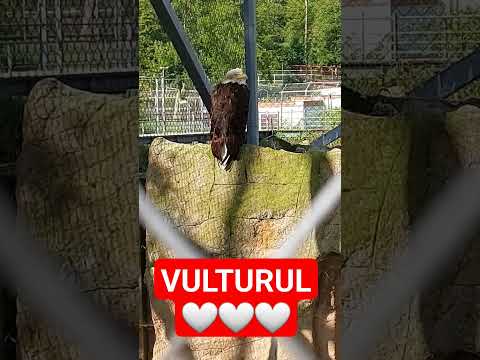 vulturul #shorts #vulture #vulturii #vultureisland #beautiful #adorable #biggboss #vultos ♥️🤍♥️🤍🤍🤍♥️