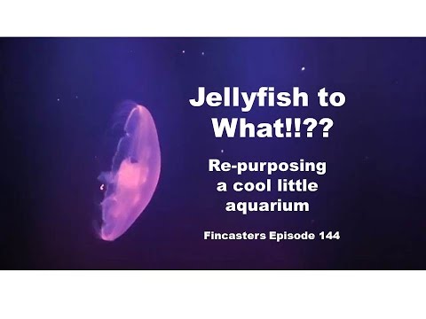 Jellyfish to... What!!?? Fincasters Episode 144