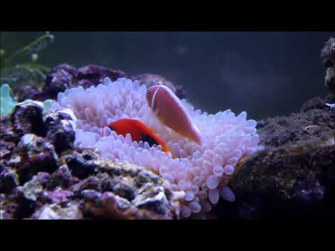 印度紅小丑Red saddleback anemonefish  4k