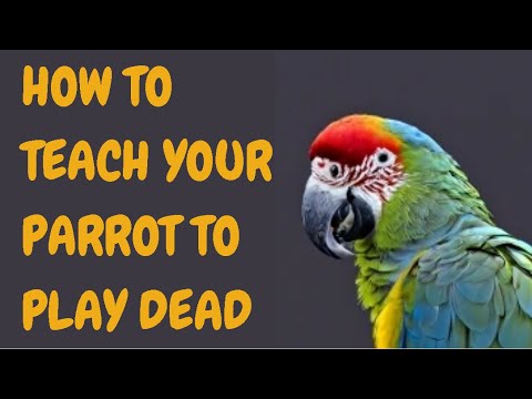 How To Teach Your Parrot To Play Dead