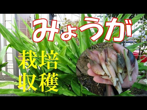 苗～栽培　みょうが　家庭菜園初心者　庭の片隅に植えてほったらかし