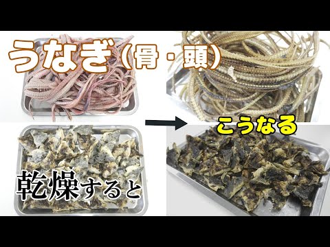 【魚の乾燥】うなぎの骨と頭を業務用食品乾燥機で乾燥（プチミニⅡ）