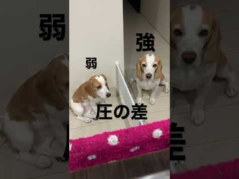 ご飯ください#shorts #ビーグル #犬 #いぬ #ください#圧#多頭飼い #beagle