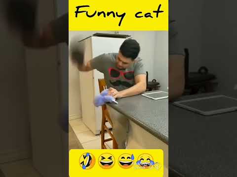 funny cat activities // @ sablolhai