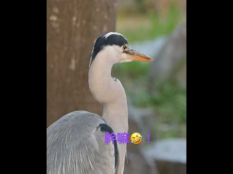 京都的梅小路公園，蒼鷺站在椅子上，鬼鬼祟祟的🤔！這樣有魚吃嗎😂？