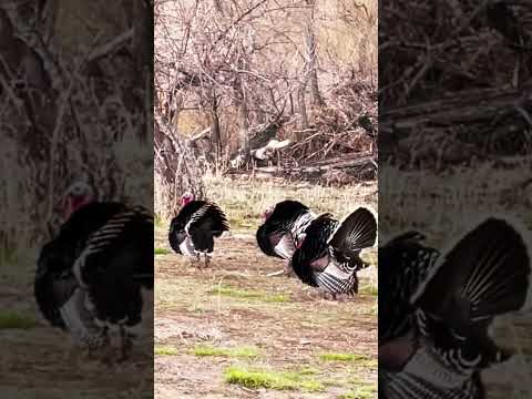 Full strut and too sexy #strut #turkeyhunting #gobblegobble #hunting #turkey