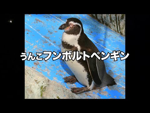 頭に下ネタつけたら面白い名前の生き物選手権