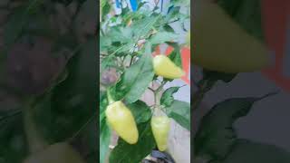 yellowhite chili| #chili #short