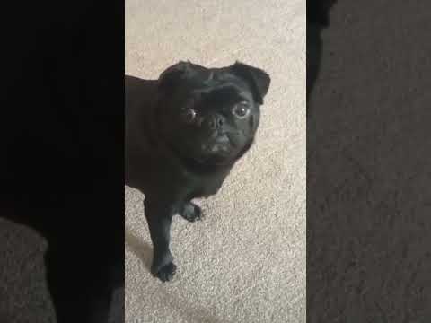 funny adorable pug doing an Elvis impression! cute funny look a like. #likeandsubscribe