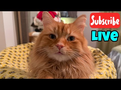 Thursday Fluff - Live Stream