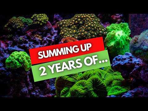 My reef experience of 2 years